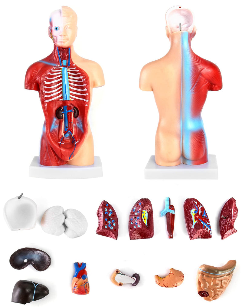 QWORK 15-Piece Human Anatomy Model - Skull Brain Torso and Internal Organs - for Medical Students Doctors and Teachers - 28 cm