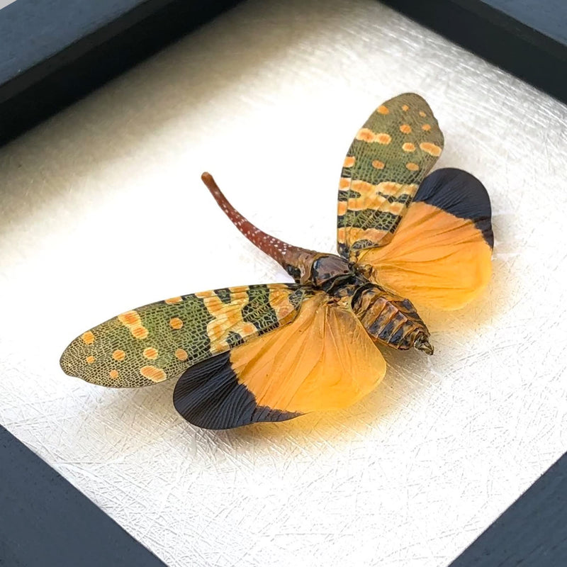 Real Lanternfly Shadow Box Framed Specimen Preserved Insect Taxidermy Display Entomology Oddities Curiosities Gift for Nature Lovers K12-55-TR Beetle 55 White Frame