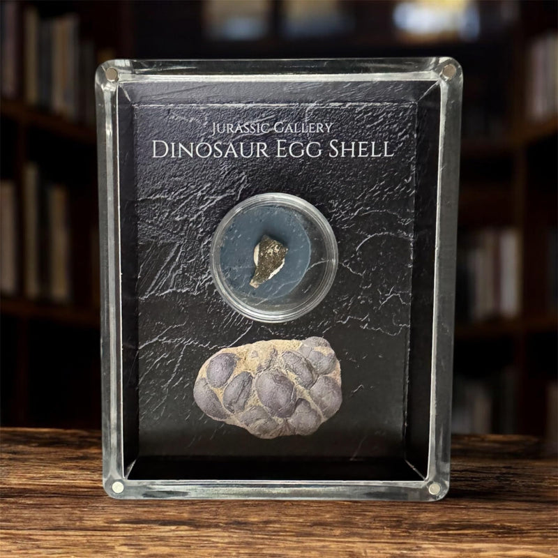 Authentic Dinosaur Egg Shell Fossil Gift Box - 65 Million Year Old Cretaceous Specimen in Lucite Case, Teton County, USA