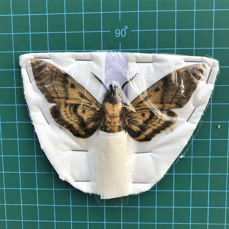 Real Death Head Moth Specimen Acherontia Moth Dried Insect Taxidermy Oddity Gothic Decor Entomology Collection Craft Display 1 Real Death Head Moth