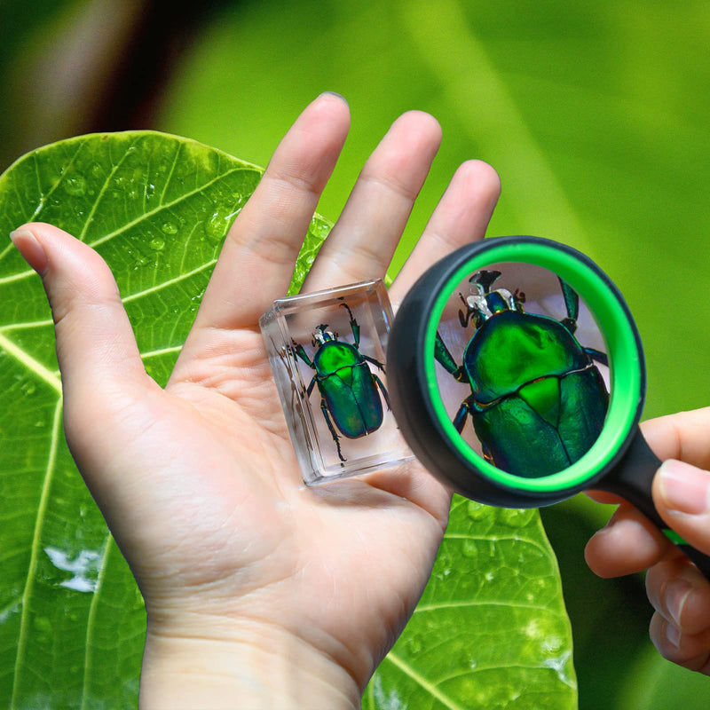 [Australia - AusPower] - 12 Pcs Insect Resin Specimen, Bugs in Resin Collection Specimen Set Science Education Classroom Interesting Observation Insect Kit, Biology Science Gift for Friend 12Pcs-insect 