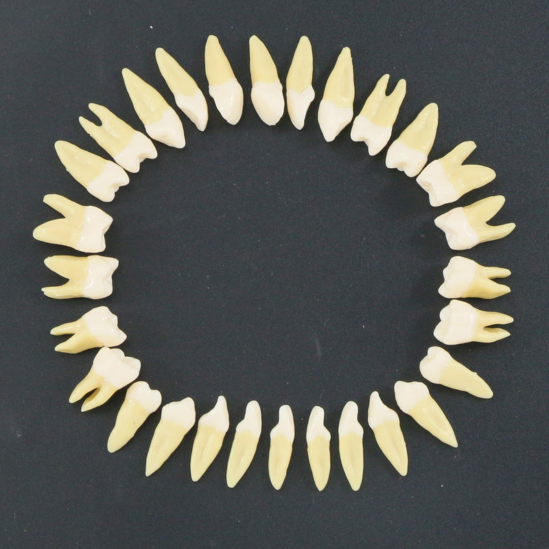 [Australia - AusPower] - 1 Box Dental Model Teeth Model 28 Pcs 1:1 Full Permanent Teeth M7021 