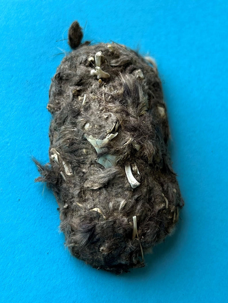 [Australia - AusPower] - Jumbo Owl Pellets, Pack of 5, with Bone Sorting Sheet, Inc. 