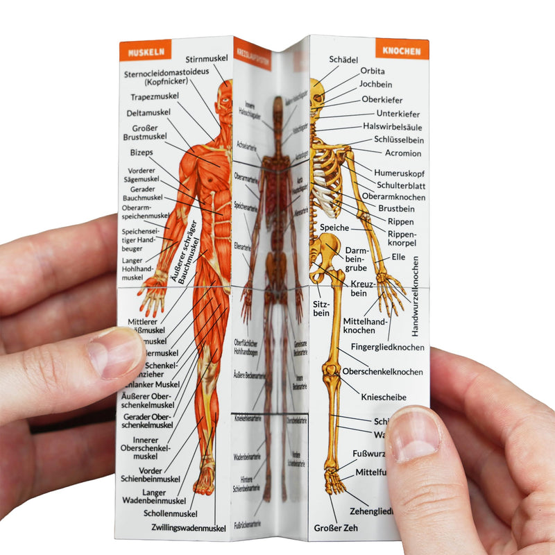 Human Anatomy Study Cube in German, 9 Parts of the Human Body Learning, Anatomy Model Cube, Great Gift Idea for Nurses and Medical Students