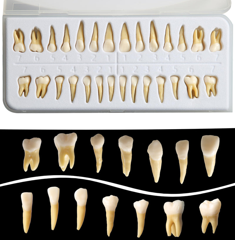 Tooth Model, 1:1 Adult Tooth Model, Permanent Teeth Demonstration Kit | 28 black teeth, 1:1 tooth model made of high-quality resin. Ideal for dental students & teaching. Includes storage box