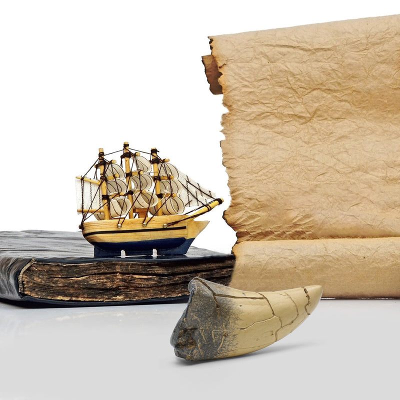 [Australia - AusPower] - T rex Tooth, Dinosaur Teeth, Resin Tyrannosaurus Toothy Direct Cast Replica, Mosasaurus Spinosaurus Trex Fossils Model for Necklace, Fossilized Various Prehistoric Dinosaurs High-Fidelity Replicas 