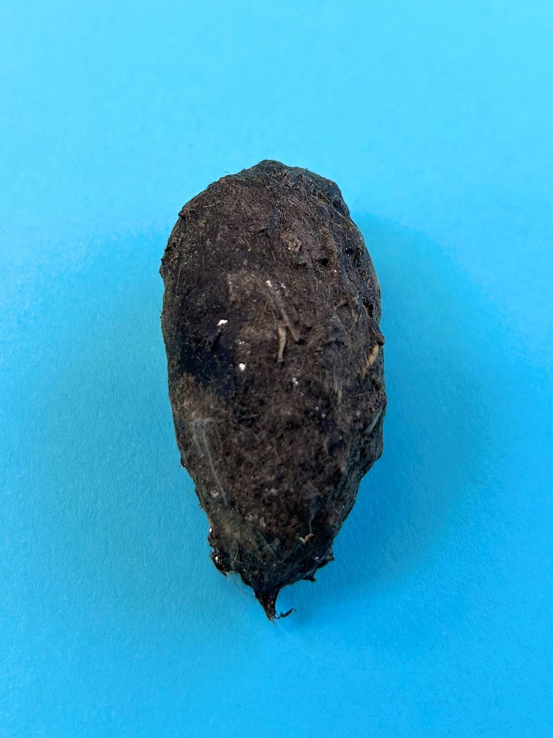 [Australia - AusPower] - Jumbo Owl Pellets, Pack of 5, with Bone Sorting Sheet, Inc. 