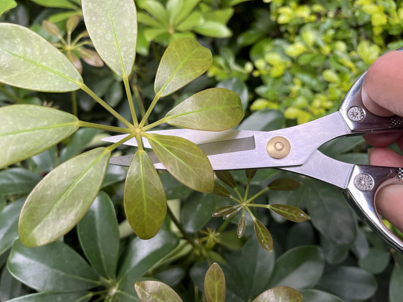 Indoor Plant Shears Garden Scissors, Flower Pruners Made of Japan SK5 Stainless Steel, Flowers Herbs and Plant Cutters, Clippers, Trimmers, Loppers, Bonsai Potted Plant Pruning Scissors silvery-k82