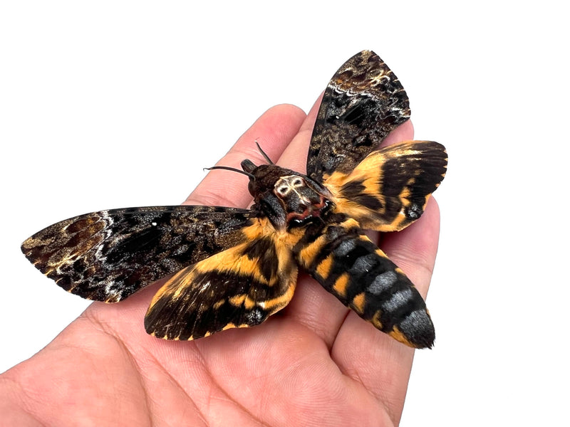 Real Death Head Moth Specimen Acherontia Moth Dried Insect Taxidermy Oddity Gothic Decor Entomology Collection Craft Display 1 Real Death Head Moth