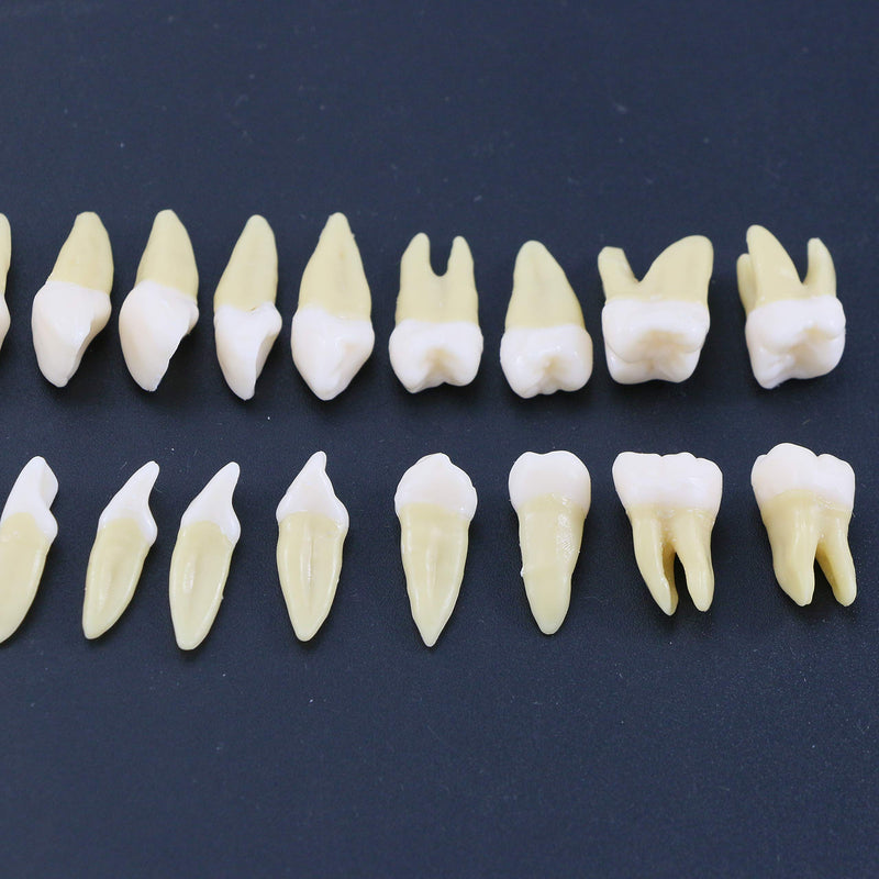[Australia - AusPower] - 1 Box Dental Model Teeth Model 28 Pcs 1:1 Full Permanent Teeth M7021 