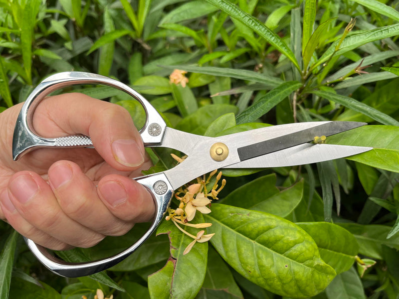 Indoor Plant Shears Garden Scissors, Flower Pruners Made of Japan SK5 Stainless Steel, Flowers Herbs and Plant Cutters, Clippers, Trimmers, Loppers, Bonsai Potted Plant Pruning Scissors silvery-k82
