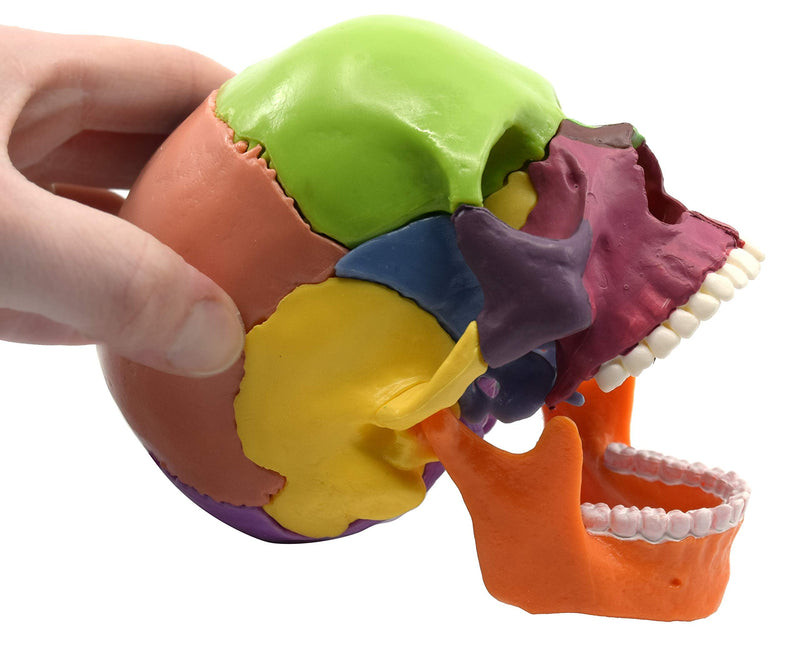 Didactic Miniature Skull Model - Painted Multi-Color - 15 Pieces, Magnetic Mounting - 1/2 Natural Size - Eisco Labs