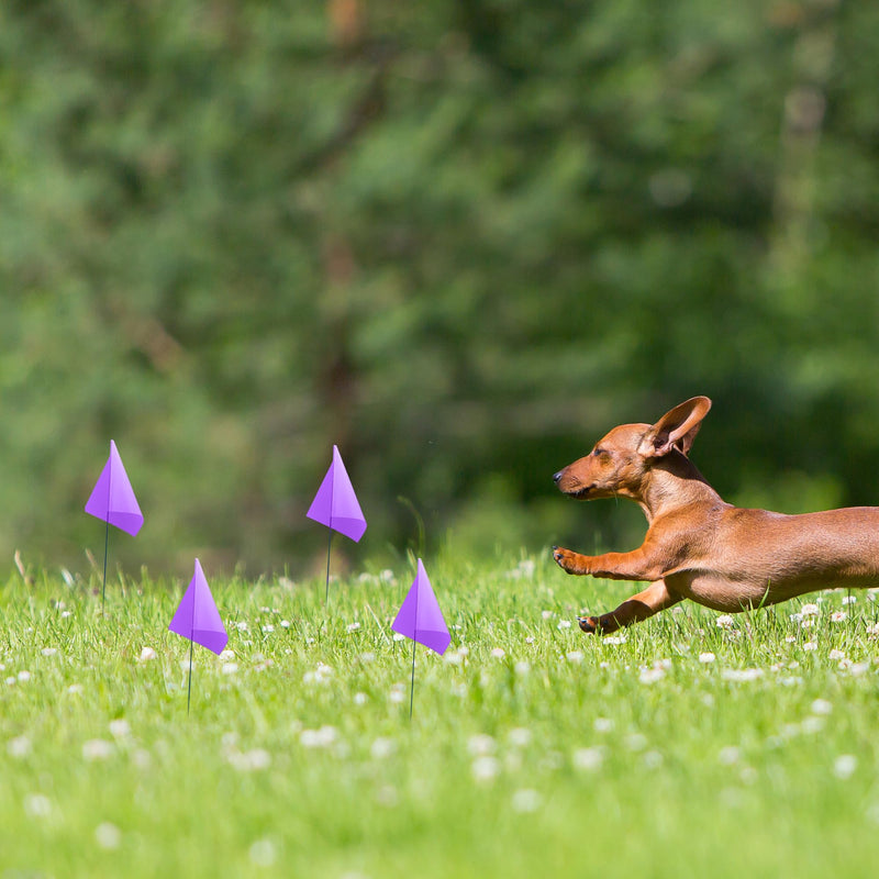 [Australia - AusPower] - Marking 100 Pack Flags Yard Flags 12 x 2.5 x 3.5 Inch Marker Flags for Lawn Yard Flags Landscape Flgs Survey Flags, Sprinkler Flags, Irrigation Flags ?purple) 