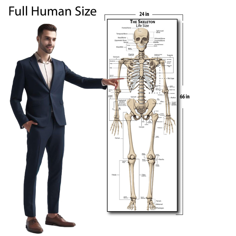 Young N Refined Life Size Skeleton bones named Poster for classroom or lab printed on durable quality plastic FIXES UPDATED 2026(24"x66")