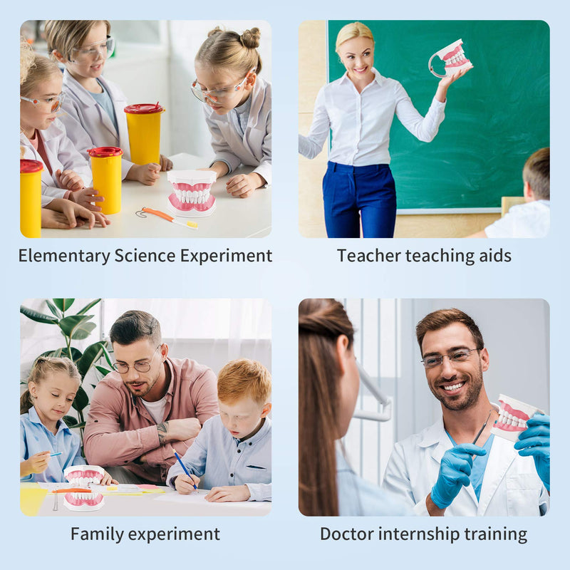 [Australia - AusPower] - Annhua Large Dental Teeth Model with Denture Toothbrush, 2 Times Brushing Tooth Model Teaching Tools with Removable Lower Teeth for Kids, Dental Students, Educators 
