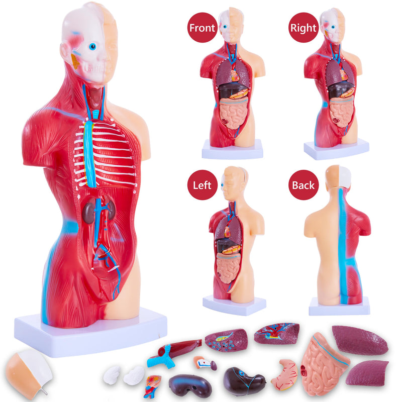 [Australia - AusPower] - Human Body Model for Anatomy Study - 15 PCS Removable 11 inch Human Torso Anatomy Model with Internal Organs - Assembly Anatomy Torsol Model for Students, Teachers 