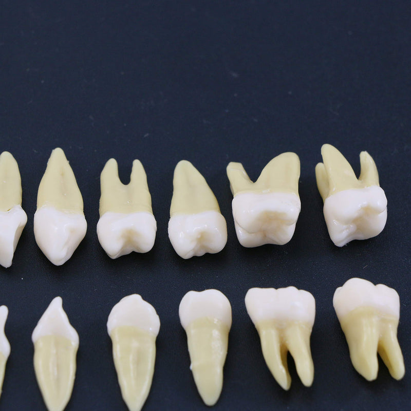 [Australia - AusPower] - 1 Box Dental Model Teeth Model 28 Pcs 1:1 Full Permanent Teeth M7021 