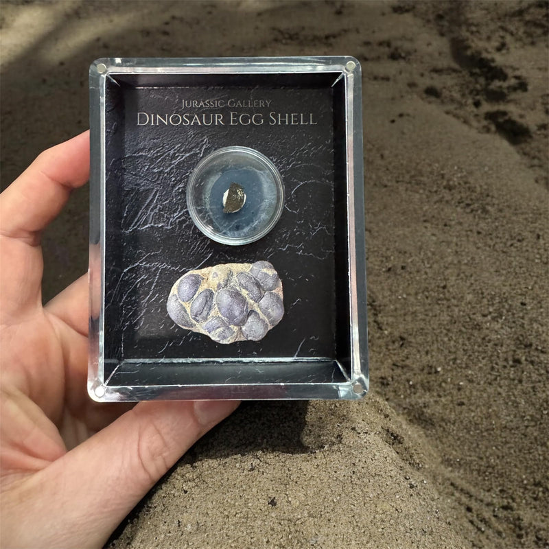 Authentic Dinosaur Egg Shell Fossil Gift Box - 65 Million Year Old Cretaceous Specimen in Lucite Case, Teton County, USA