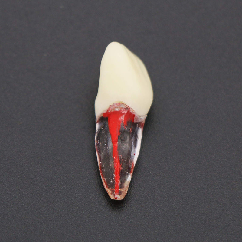 [Australia - AusPower] - 7Pcs Teeth Root Canal Model Endodontic File RCT Practice Pulp for Teaching Study 