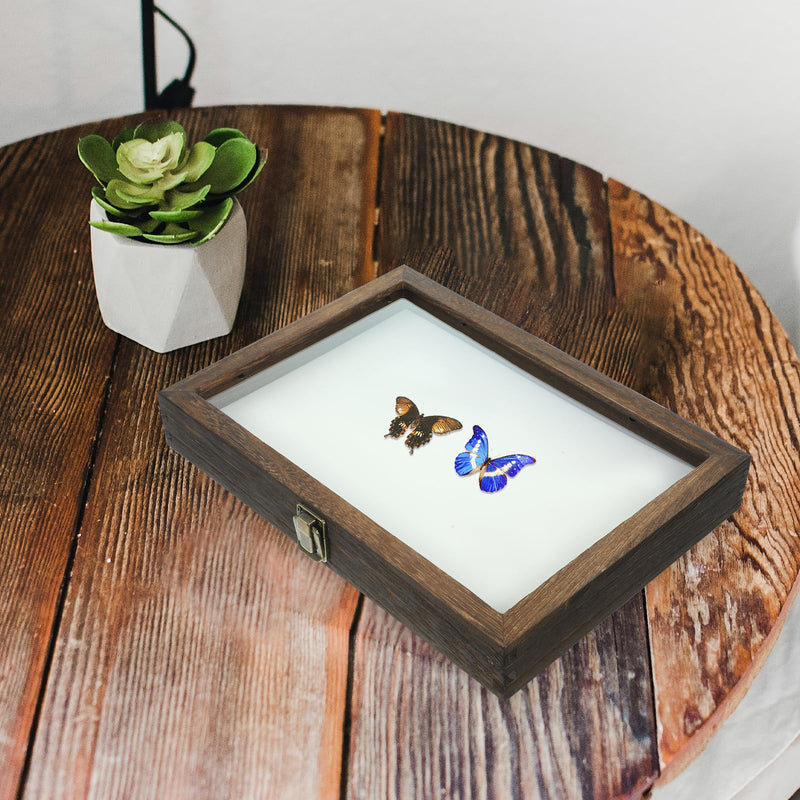 [Australia - AusPower] - Cabilock Display Case Wooden Collection Box with Clear Glass Top Shadow Box Specimen Storage Box for Home 