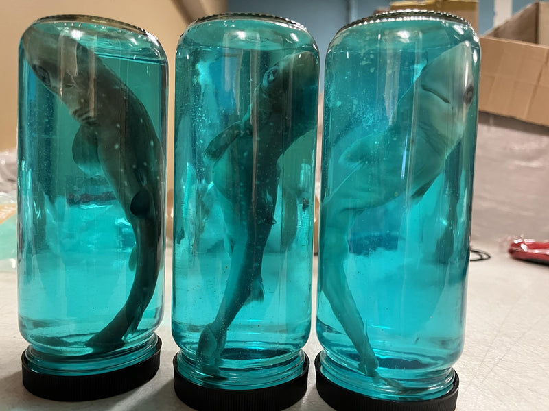 Real 7 Inch Shark in a Bottle Jar, Marine Specimen Taxidermy, Fishing, Jaws - Made in USA