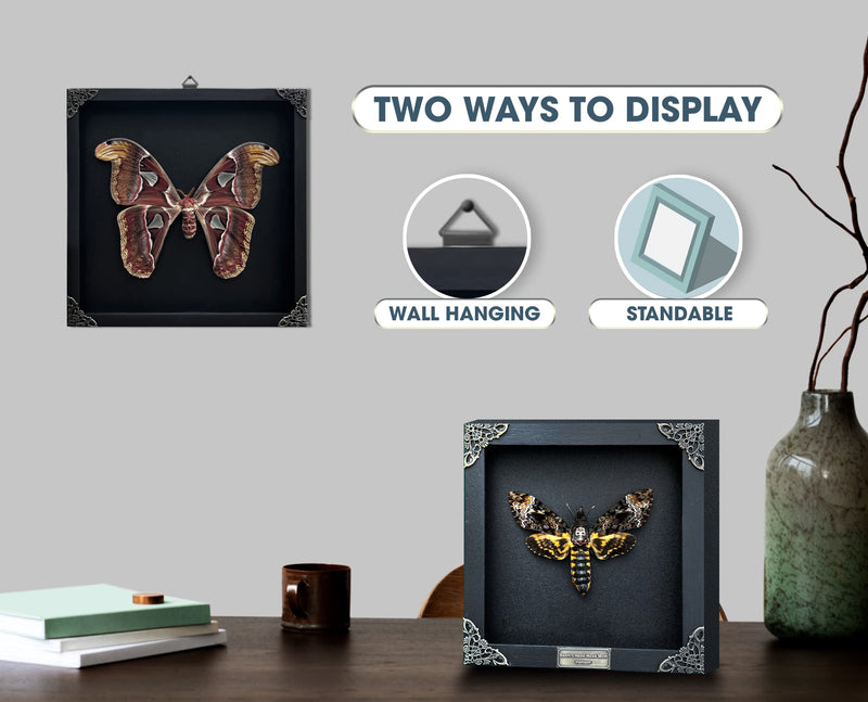 Real Lanternfly Shadow Box Framed Specimen Preserved Insect Taxidermy Display Entomology Oddities Curiosities Gift for Nature Lovers K12-55-TR Beetle 55 White Frame