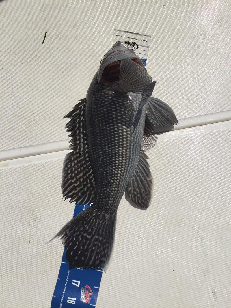 [Australia - AusPower] - Cuda Fish Tape Measure with Velcro Storage Strap 0 m 