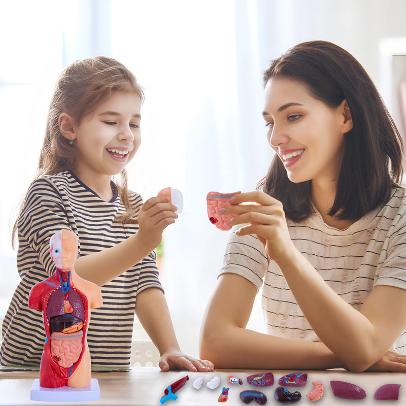 [Australia - AusPower] - Human Body Model for Anatomy Study - 15 PCS Removable 11 inch Human Torso Anatomy Model with Internal Organs - Assembly Anatomy Torsol Model for Students, Teachers 