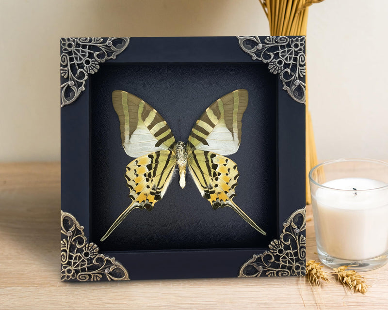 Real Graphium Swallowtail Butterfly Framed Shadow Box Preserved Specimen Gothic Curio Wall Art Gift for Entomology Lovers K12-41-DE Butterfly 41 Black Frame