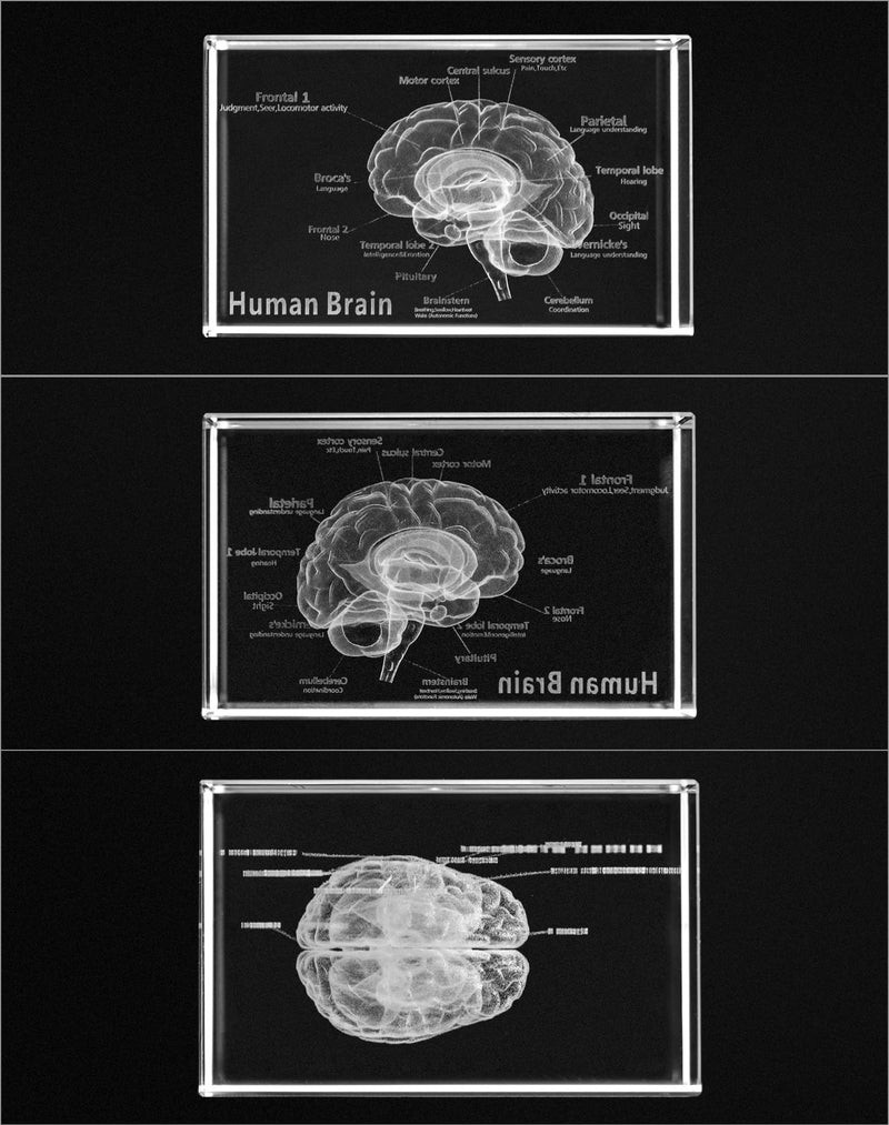 QWORK 3D Human Brain Anatomical Model, Laser Etching Crystal Glass Cube Science Gift Paperweight (LED Base not Included), 3.1(L) x2(W) x2(H) inches