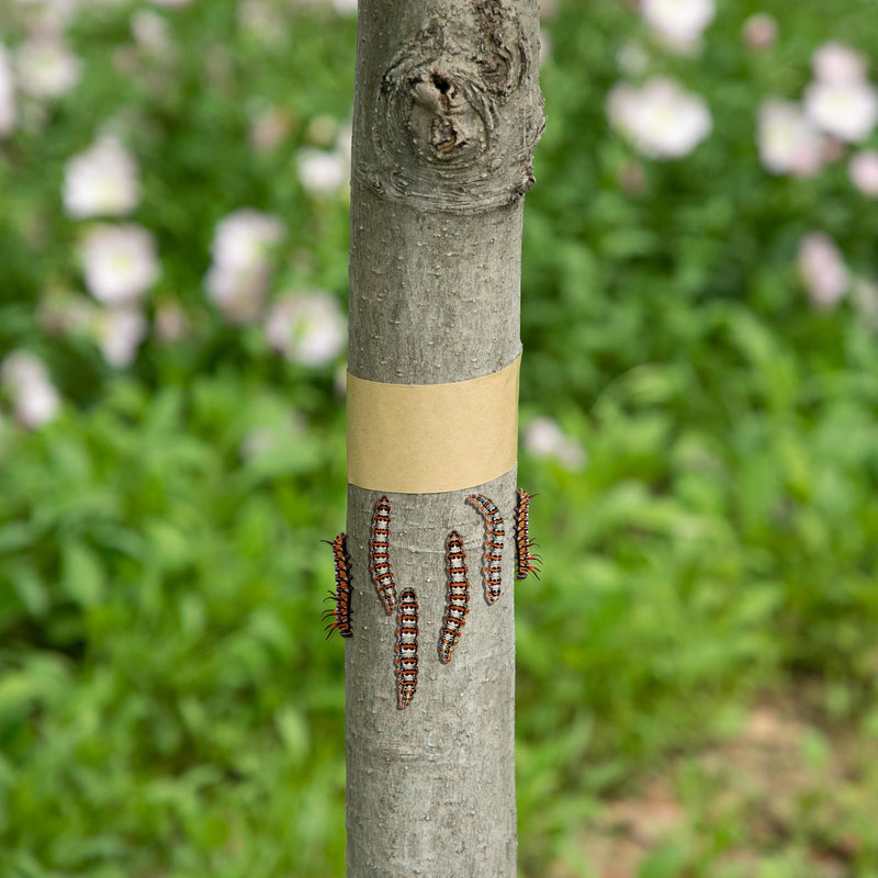 DECOHS 165 Ft x 2 Inch Tree Insect Barrier Tape, Cicada Tree Wrap Protection Tape, Adhesive Crawling Insect Tree Tape for Protecting Fruit Trees Plants Outdoor Lawn Garden
