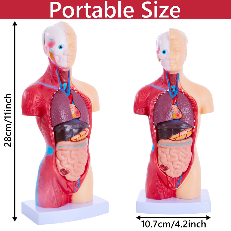 [Australia - AusPower] - Human Body Model for Anatomy Study - 15 PCS Removable 11 inch Human Torso Anatomy Model with Internal Organs - Assembly Anatomy Torsol Model for Students, Teachers 
