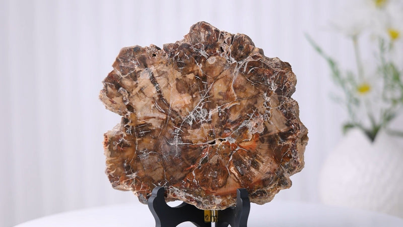 TUMBEELLUWA Natural Polished Petrified Wood Slab with Wooden Display Stand