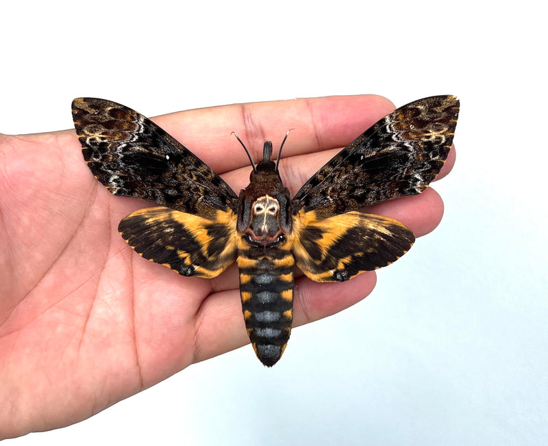 Real Death Head Moth Specimen Acherontia Moth Dried Insect Taxidermy Oddity Gothic Decor Entomology Collection Craft Display 1 Real Death Head Moth