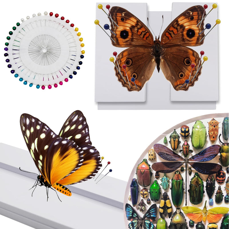 [Australia - AusPower] - Insect Pinning Board, EVA Insect Specimen Plates, Butterfly Mounting Spreading Board, Insect Display Case Box for Science Education 