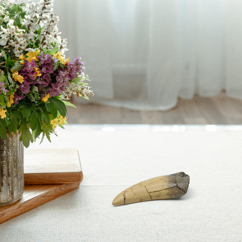 [Australia - AusPower] - T rex Tooth, Dinosaur Teeth, Resin Tyrannosaurus Toothy Direct Cast Replica, Mosasaurus Spinosaurus Trex Fossils Model for Necklace, Fossilized Various Prehistoric Dinosaurs High-Fidelity Replicas 