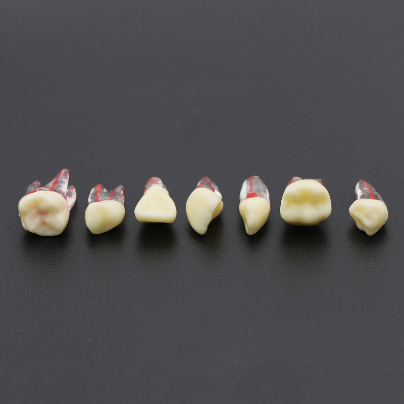 [Australia - AusPower] - 7Pcs Teeth Root Canal Model Endodontic File RCT Practice Pulp for Teaching Study 