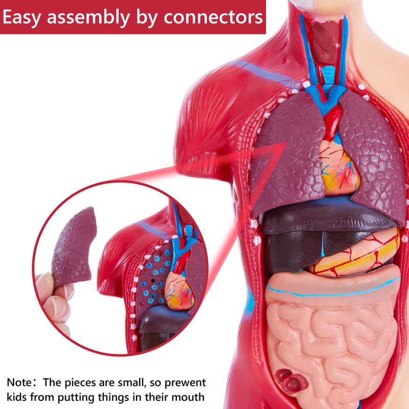 [Australia - AusPower] - Human Body Model for Anatomy Study - 15 PCS Removable 11 inch Human Torso Anatomy Model with Internal Organs - Assembly Anatomy Torsol Model for Students, Teachers 