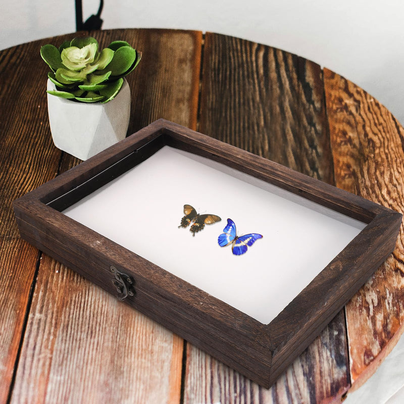 [Australia - AusPower] - Cabilock Display Case Wooden Collection Box with Clear Glass Top Shadow Box Specimen Storage Box for Home 