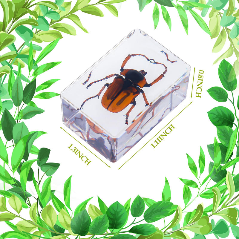 [Australia - AusPower] - 9 Pcs Insect in Resin Specimen Bugs Collection Paperweights Arachnid Butterfly Bug Toys Different Real Bugs in Resin Educational Science Classroom Specimens Display Supplies, 9 Styles 