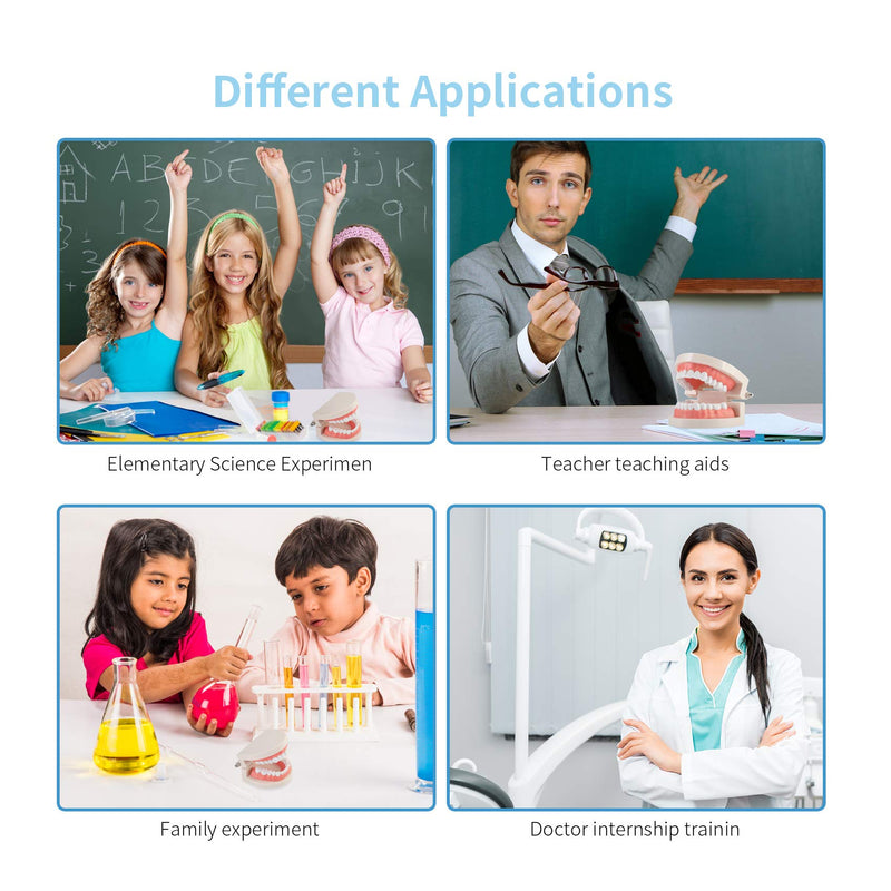 [Australia - AusPower] - Dental Adult Standard Teeth Model, Typodont Demonstration Denture Model|Mouth Teeth Model Dental Supplies for Kids, Dentist Students, Patient, Teaching, Studying, Displaying, Educating 