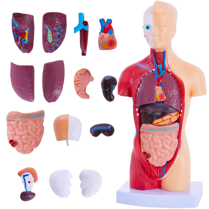 [Australia - AusPower] - Human Body Model for Anatomy Study - 15 PCS Removable 11 inch Human Torso Anatomy Model with Internal Organs - Assembly Anatomy Torsol Model for Students, Teachers 
