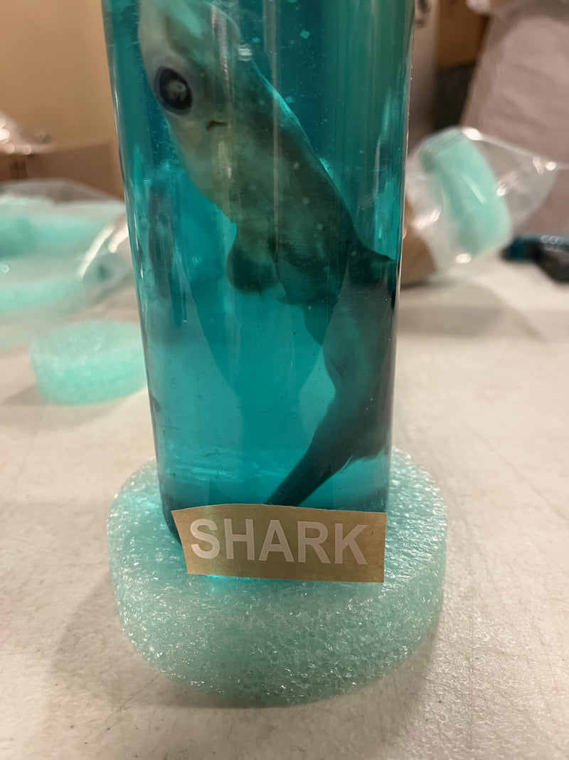 Real 7 Inch Shark in a Bottle Jar, Marine Specimen Taxidermy, Fishing, Jaws - Made in USA