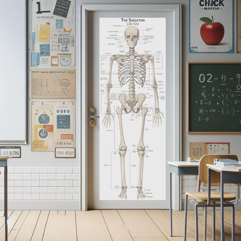 Young N Refined Life Size Skeleton bones named Poster for classroom or lab printed on durable quality plastic FIXES UPDATED 2026(24"x66")