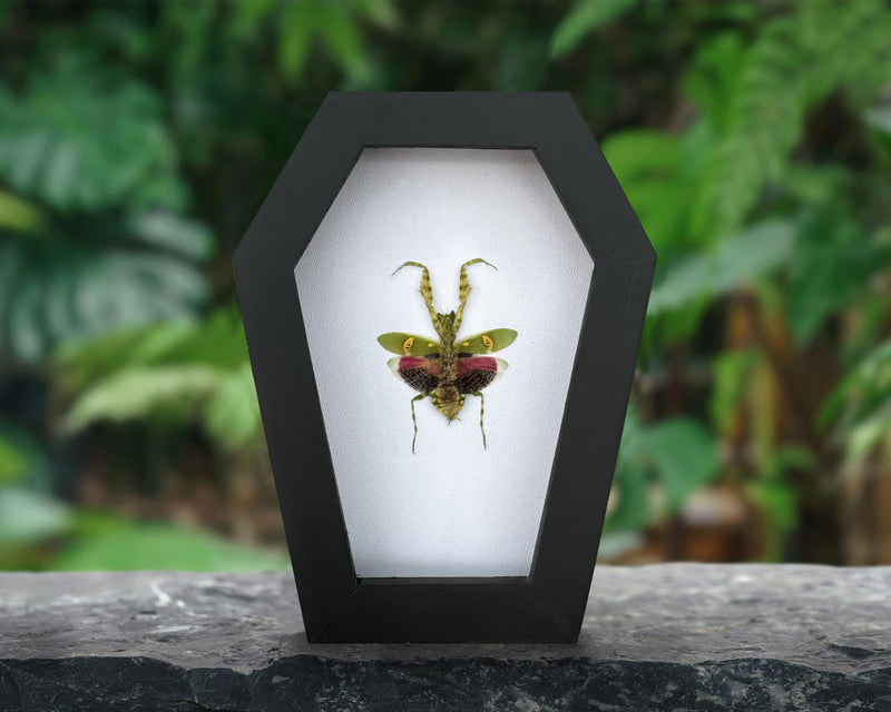 Gothic Green Mantis Beetle in Coffin Frame Spooky Halloween Taxidermy Specimen Entomology Curiosity Preserved Insect Decor Scientific Oddity CF12-62-TR Coffin #62 - White