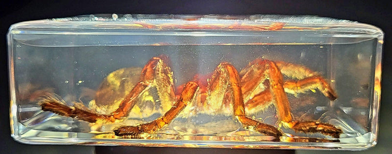 2.9" Real Tarantula Selenocosmia Huwena Spider in Crystal Clear Lucite Resin Specimen Preserved Halloween Paperweight Arachnoids Taxidermy Collection for Biology Science Education Desk Display Tarantula Spider