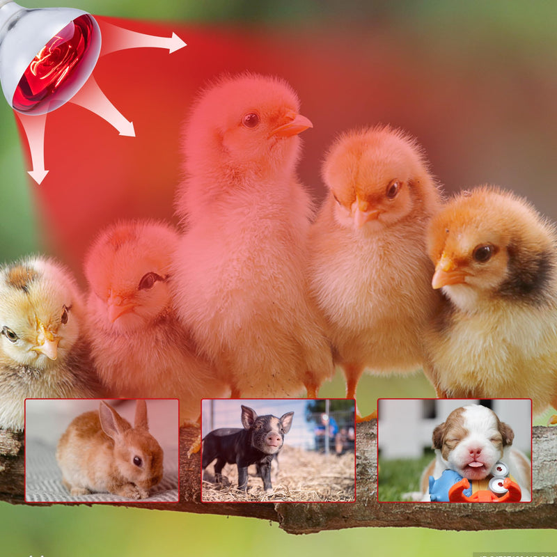 4 Pack 250 Watt Heat Lamp Bulbs for Chicks, R40 Brooder Heat Lamp for Chickens, Infrared Reflector Heat Bulbs for Brooder Heater, Incandescent Spotlight for Pet, Bathroom, Food 4 Pack