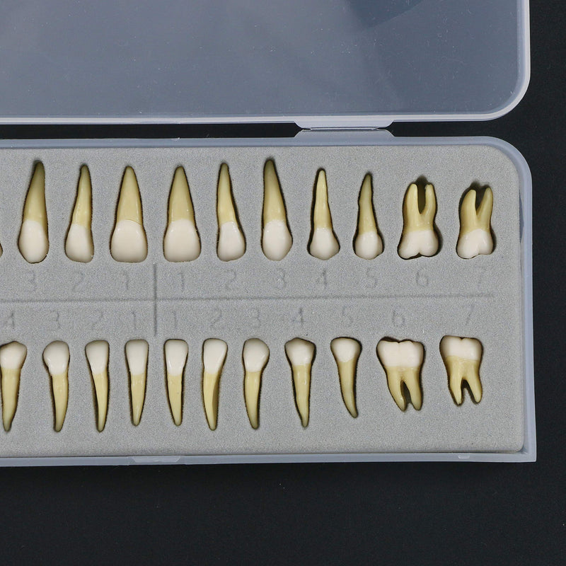[Australia - AusPower] - 1 Box Dental Model Teeth Model 28 Pcs 1:1 Full Permanent Teeth M7021 