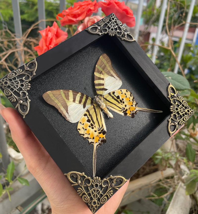 Real Graphium Swallowtail Butterfly Framed Shadow Box Preserved Specimen Gothic Curio Wall Art Gift for Entomology Lovers K12-41-DE Butterfly 41 Black Frame