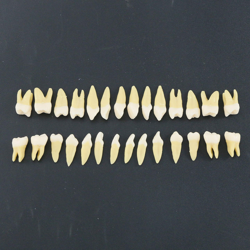 [Australia - AusPower] - 1 Box Dental Model Teeth Model 28 Pcs 1:1 Full Permanent Teeth M7021 